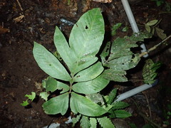 Tectariaceae