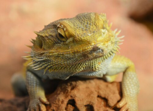Central Bearded Dragon