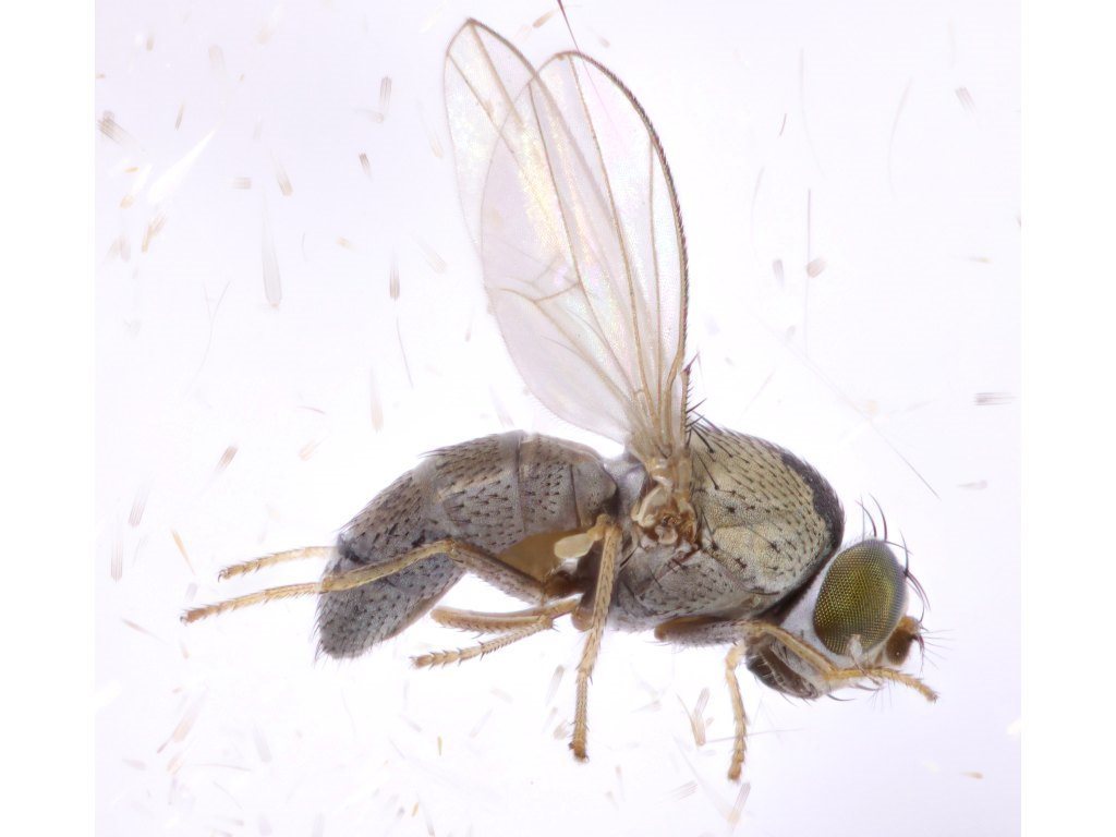 Hecamedoides hepaticus
