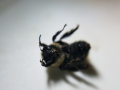 Anthophora bomboides