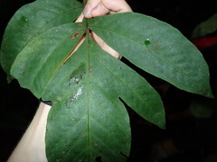 Tectariaceae