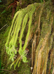 Phlegmariurus squarrosus