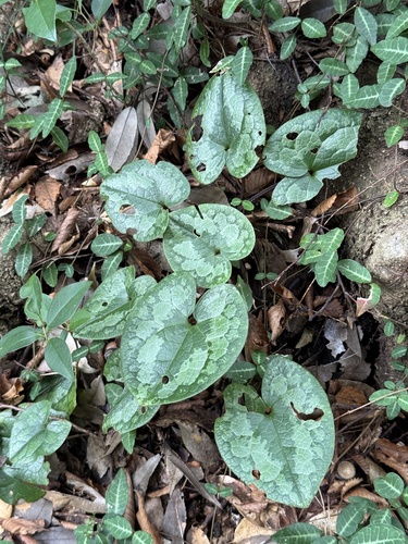 Image of Asarum Tamaense (Asarum tamaense) by (c) carex1002, some rights reserved (CC BY)