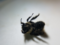Anthophora bomboides