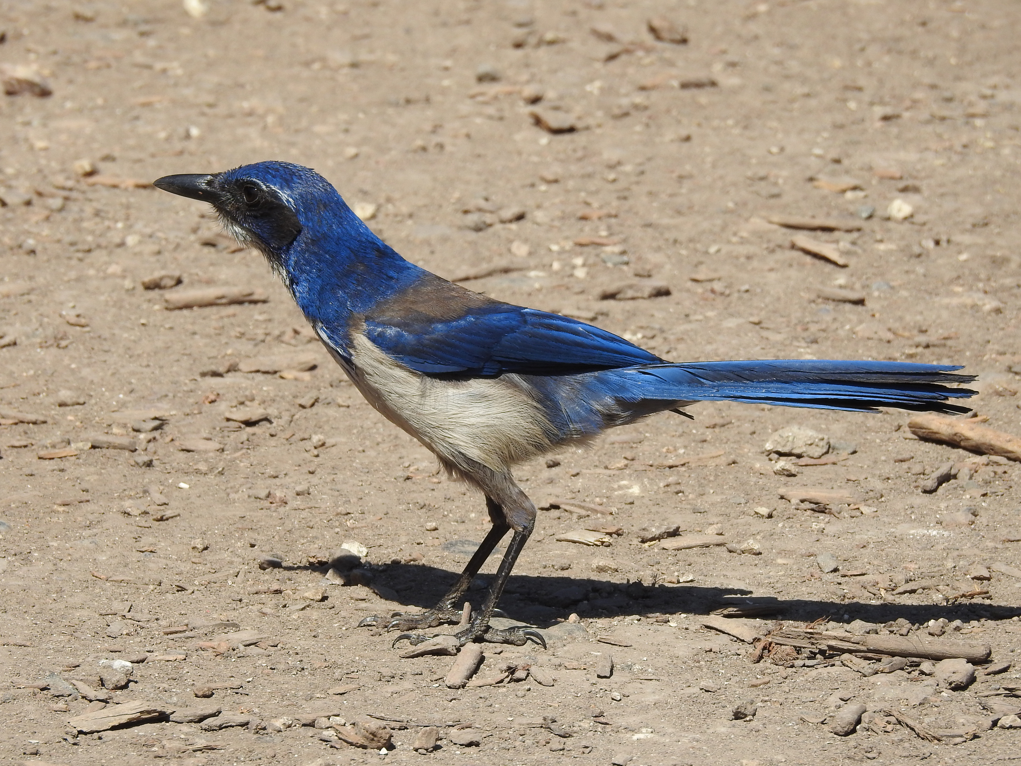 Island Scrub-Jay illustration