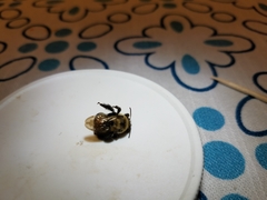 Anthophora bomboides