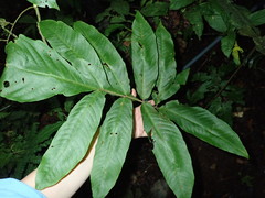Tectariaceae
