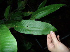 Tectariaceae