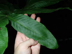 Tectariaceae