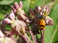 Hippodamia glacialis