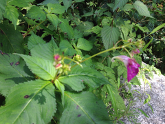 Impatiens textorii