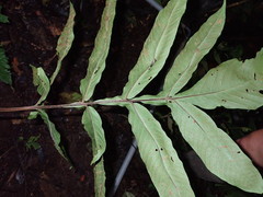 Tectariaceae