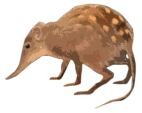 White-tailed Sengi