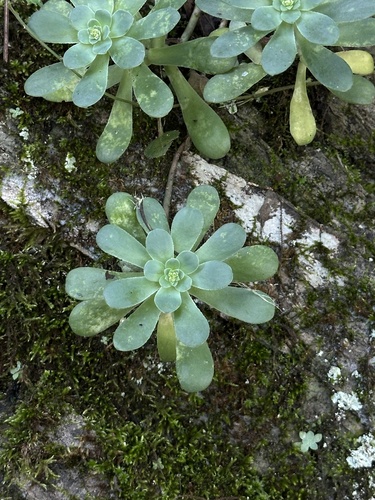 Sedum palmeri