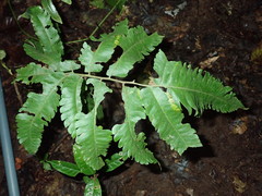 Tectariaceae