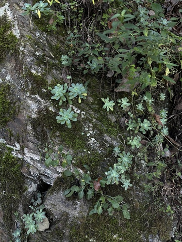 Image of Sedum palmeri by (c) Andrea Villarreal Rodríguez, some rights reserved (CC BY)