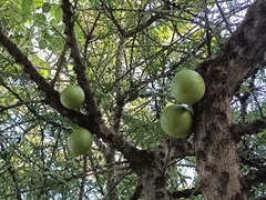 Mexican Calabash (Crescentia alata)
