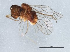 Lachesillidae