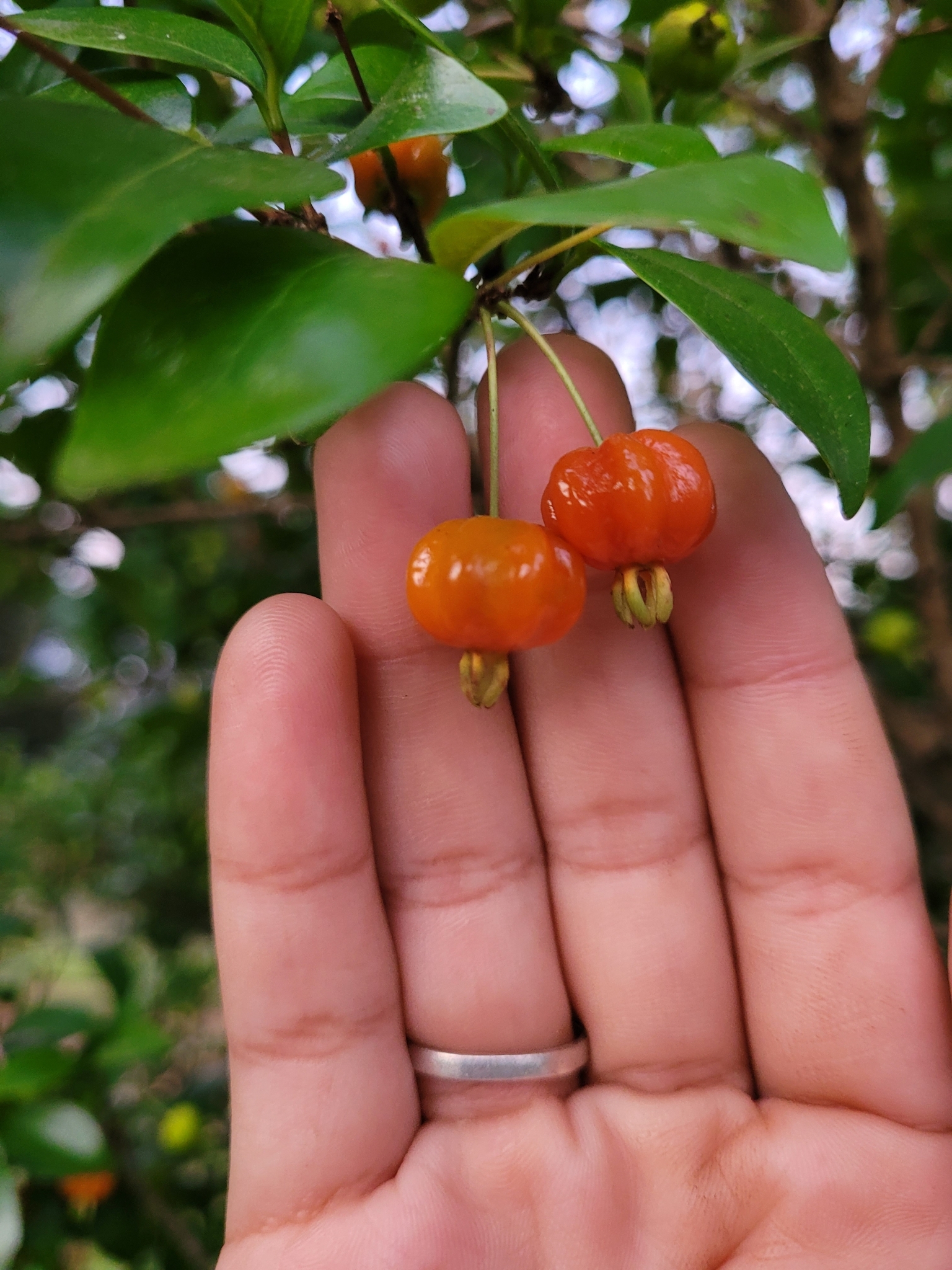 Eugenia uniflora