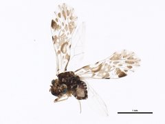 Philotarsidae
