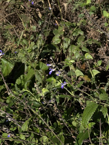 Salvia urolepis, photograph 5