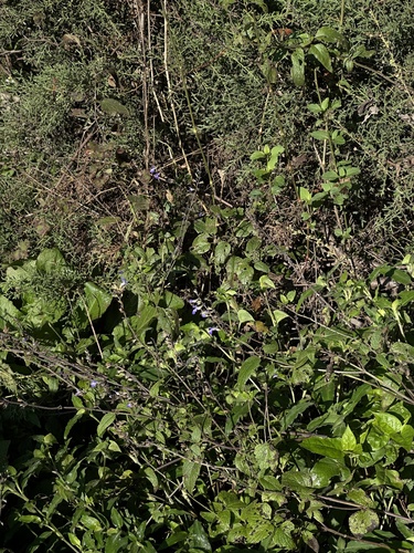 Salvia urolepis, photograph 6