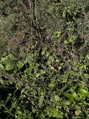 Salvia urolepis, photograph (c) Andrea Villarreal Rodríguez, some rights reserved (CC BY)
