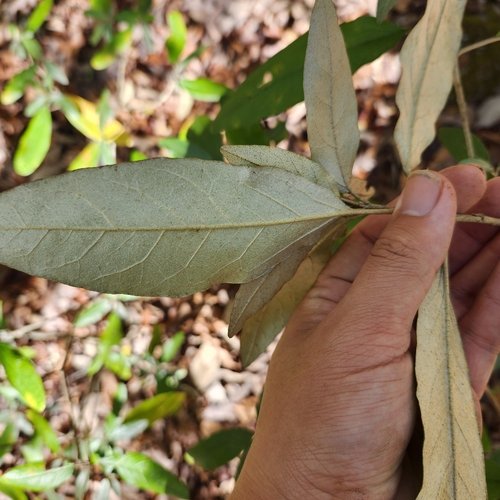 Image of Croton alabamensis by no rights reserved