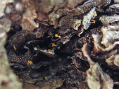 Eustilbum aureum