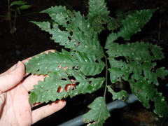 Tectariaceae