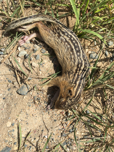 Thirteen-lined Ground Squirrel