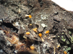 Eustilbum aureum