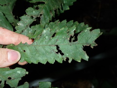 Tectariaceae