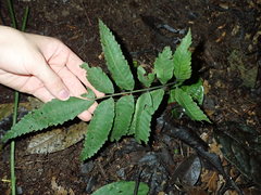 Tectariaceae