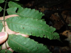 Tectariaceae
