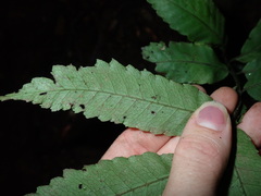 Tectariaceae