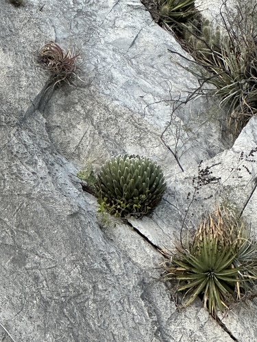 Agave victoriae-reginae