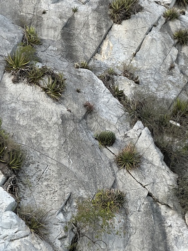 Agave victoriae-reginae