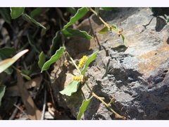 Acacia humifusa