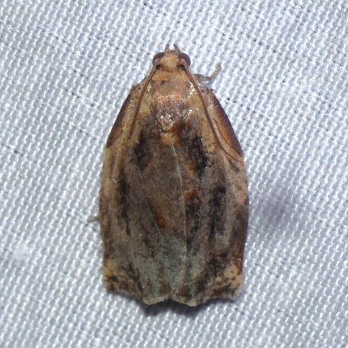 Archips magnoliana photo 2