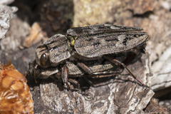 Chrysobothris dentipes