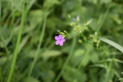 Phlox glaberrima interior