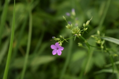 Phlox glaberrima interior