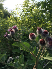 Arctium tomentosum