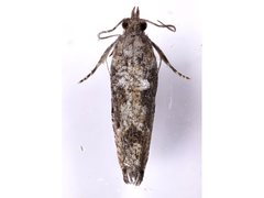 Strepsicrates semicanella