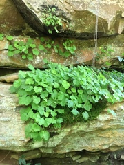 Heuchera missouriensis