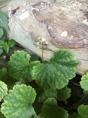 Heuchera missouriensis