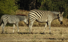 Equus quagga crawshayi