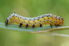 Pyrrhia