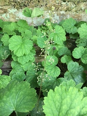 Heuchera missouriensis